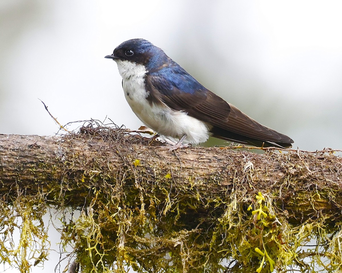 Blue-and-white Swallow (cyanoleuca) - ML640391622
