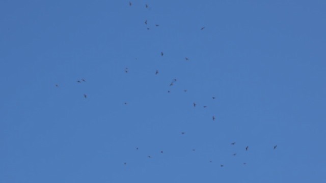 Amurbussard - ML640391642