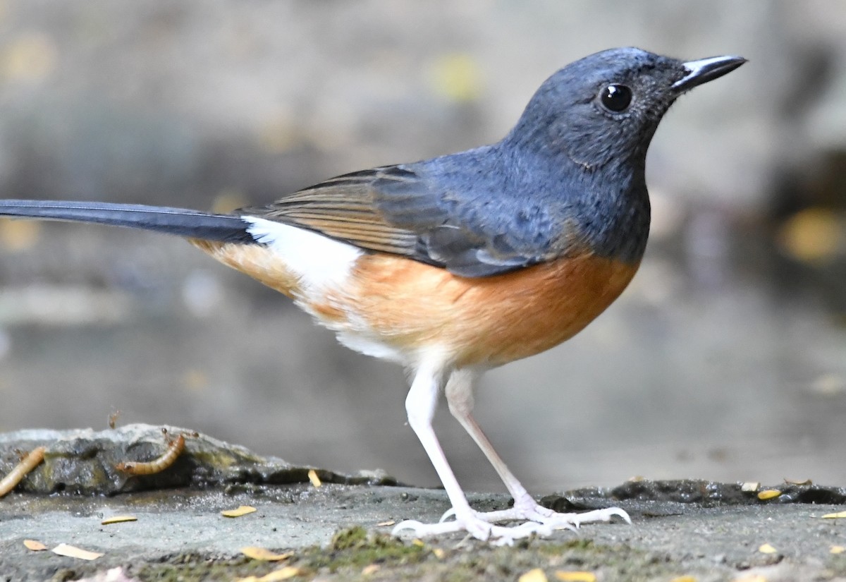 White-rumped Shama (White-rumped) - ML640391651