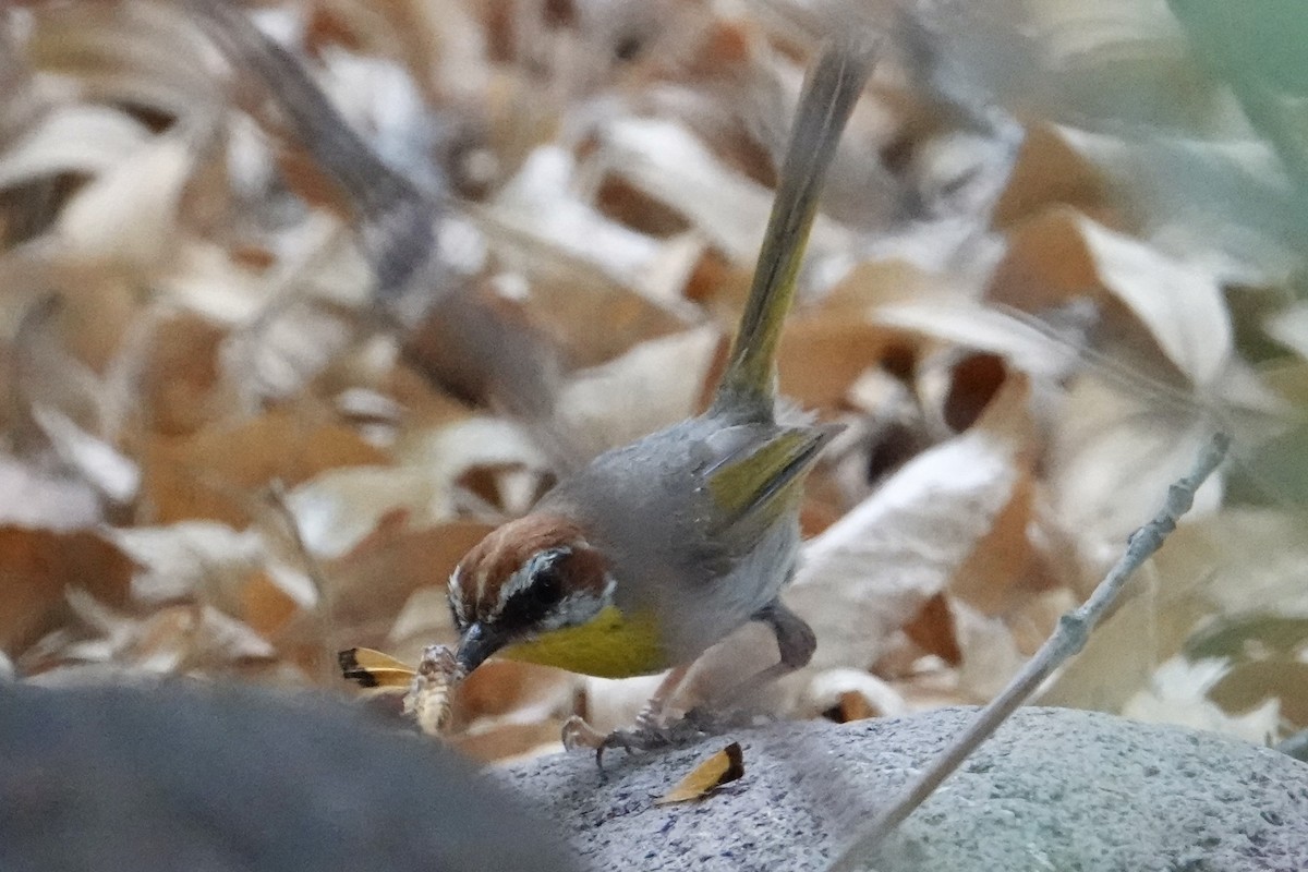 Rufous-capped Warbler - ML640391684