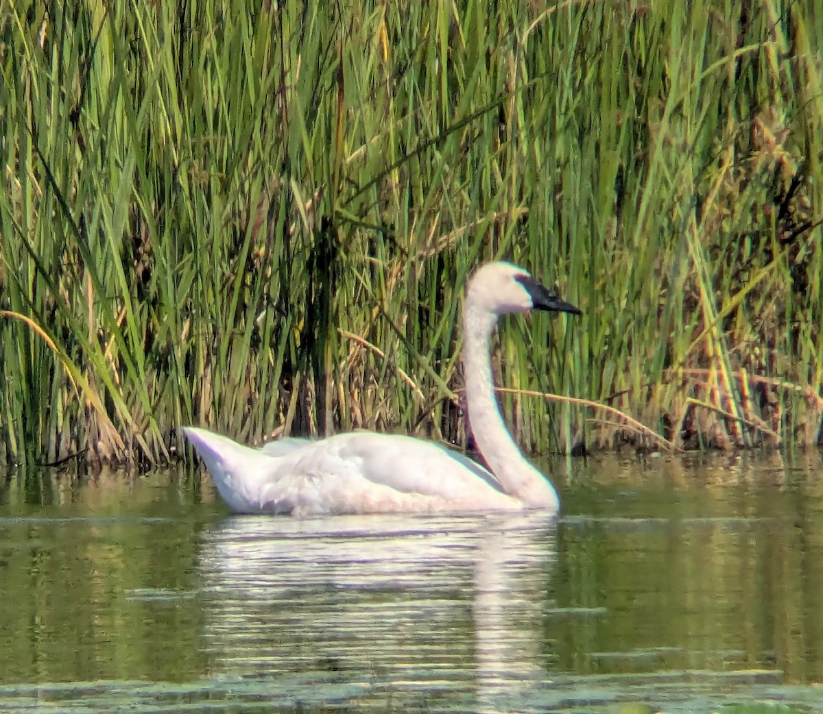 Trumpeter Swan - ML640391696