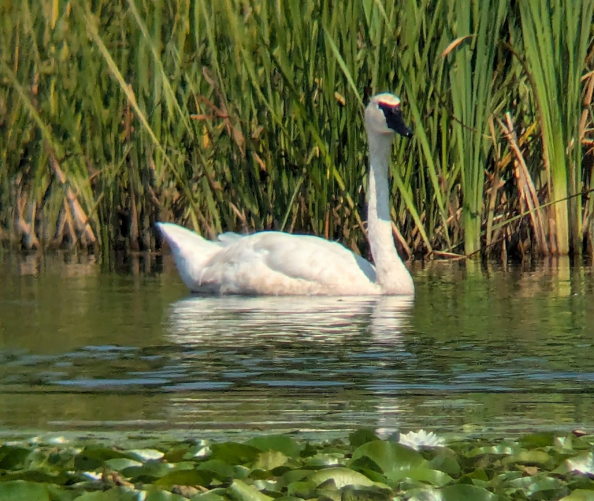 Trumpeter Swan - ML640391702