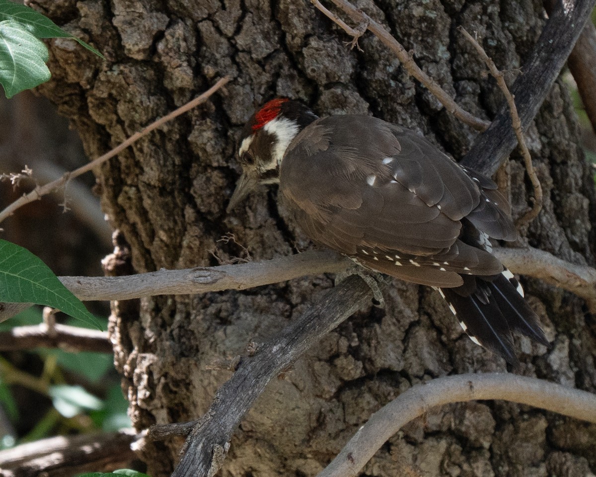 strakapoud hnědokřídlý - ML640391704