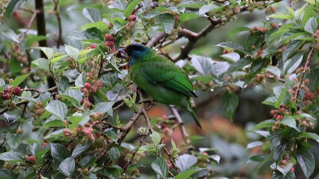 Taiwan Barbet - ML640391708