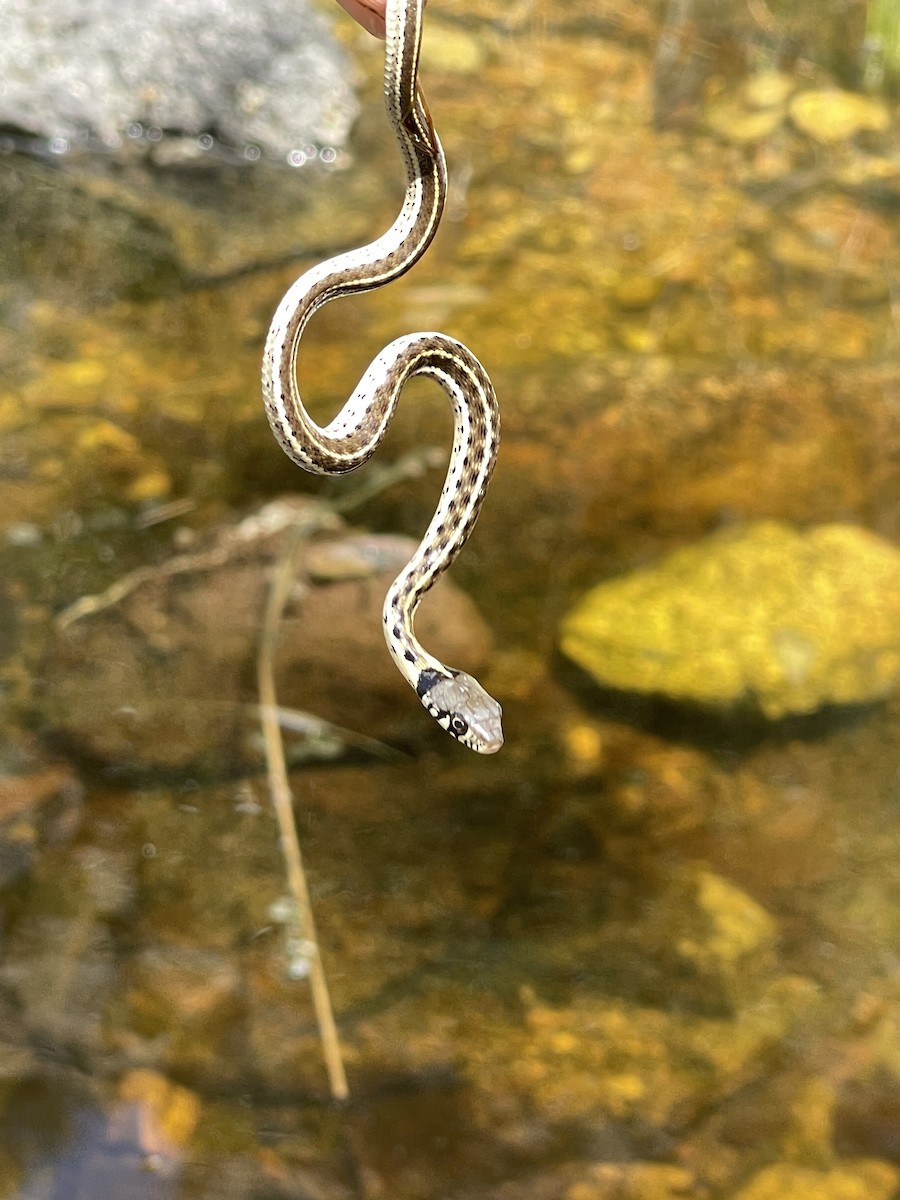 Black-necked Garter Snake - ML640391750