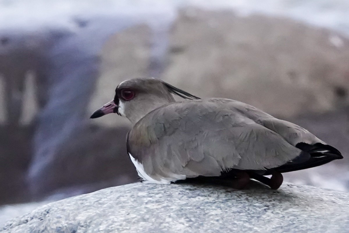 Southern Lapwing - ML640391844