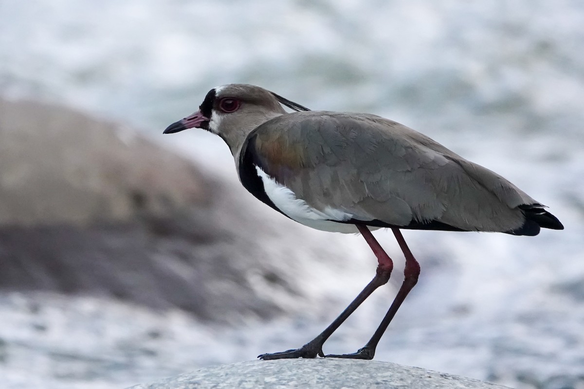 Southern Lapwing - ML640391845