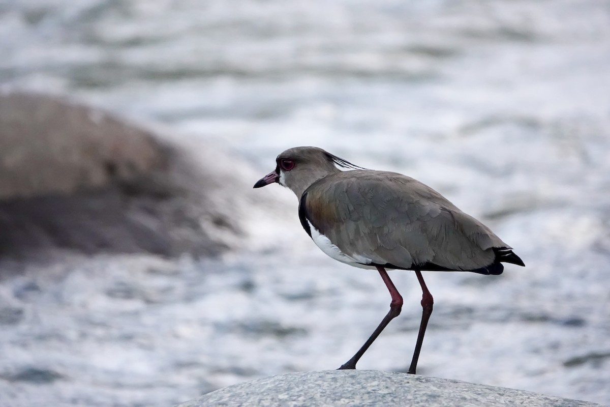 Southern Lapwing - ML640391846