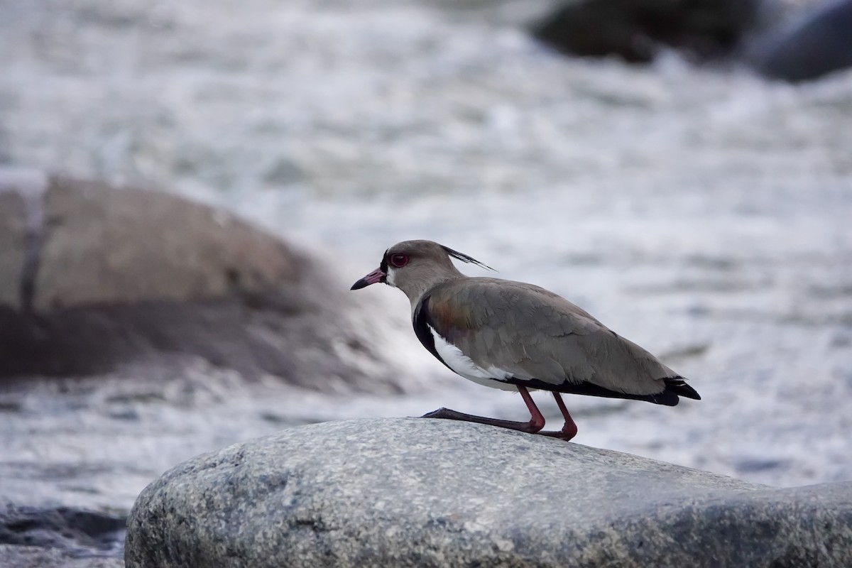 Southern Lapwing - ML640391847