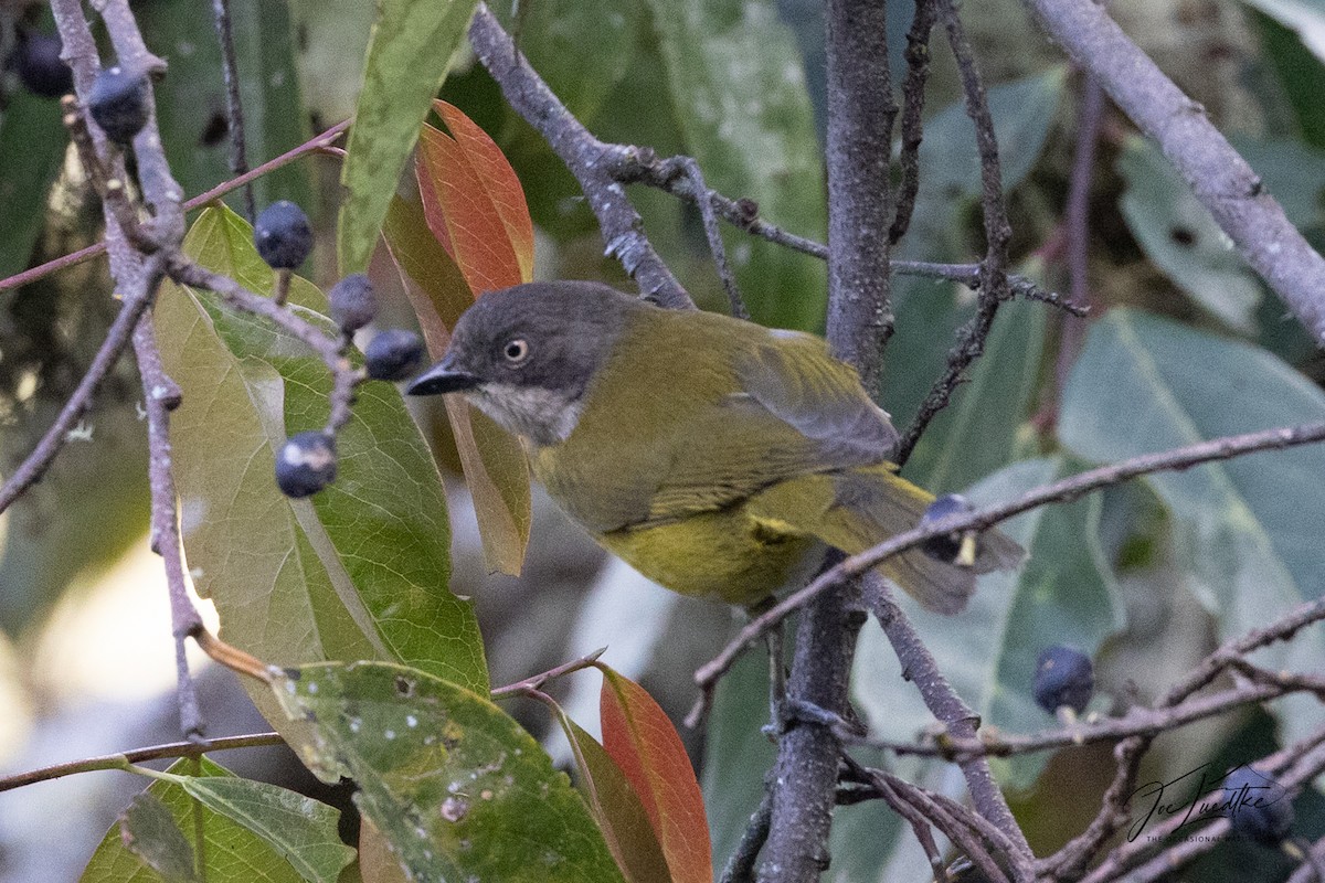 Common Chlorospingus - ML640391868