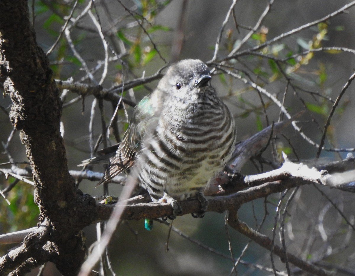 Shining Bronze-Cuckoo - ML640391958