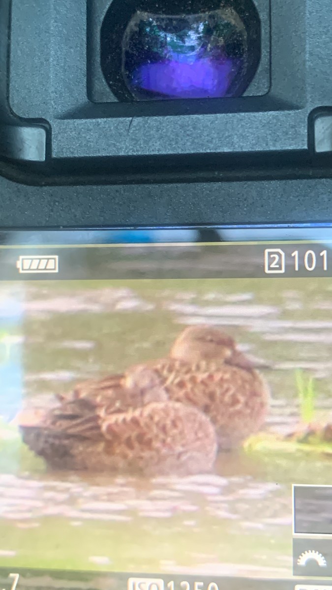Cinnamon Teal - ML640392016