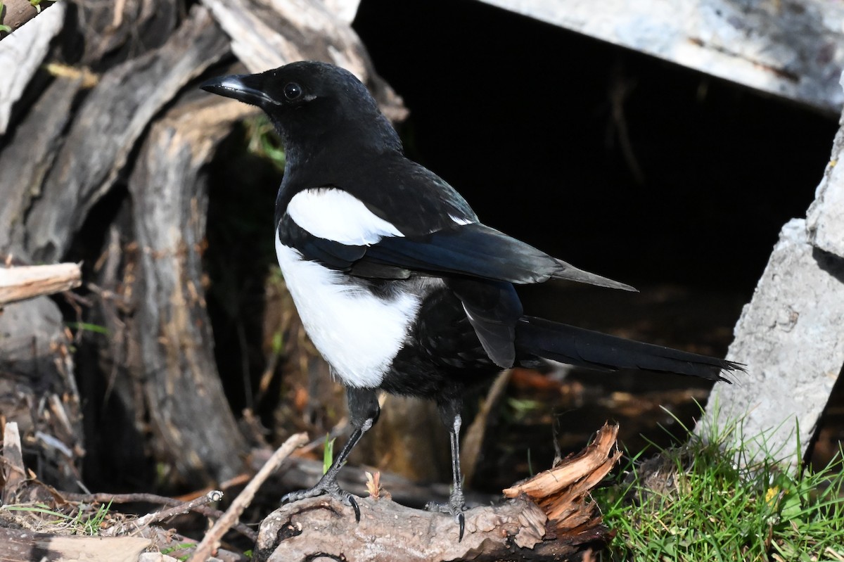 Black-billed Magpie - ML640392018