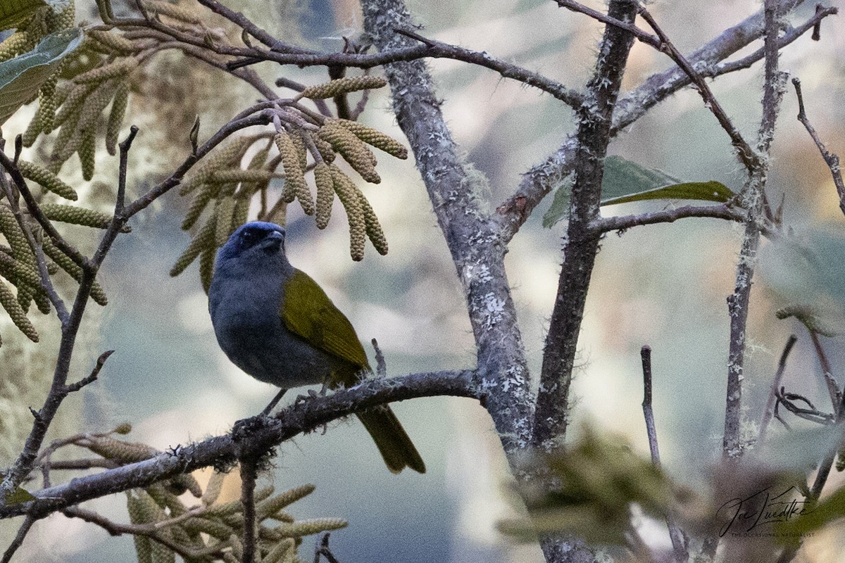 Blue-capped Tanager - ML640392035