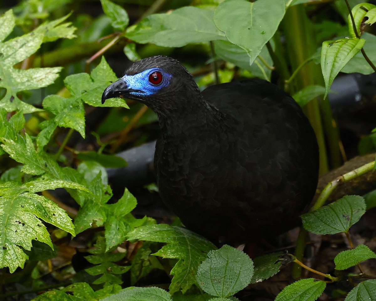 Sickle-winged Guan - ML640392040