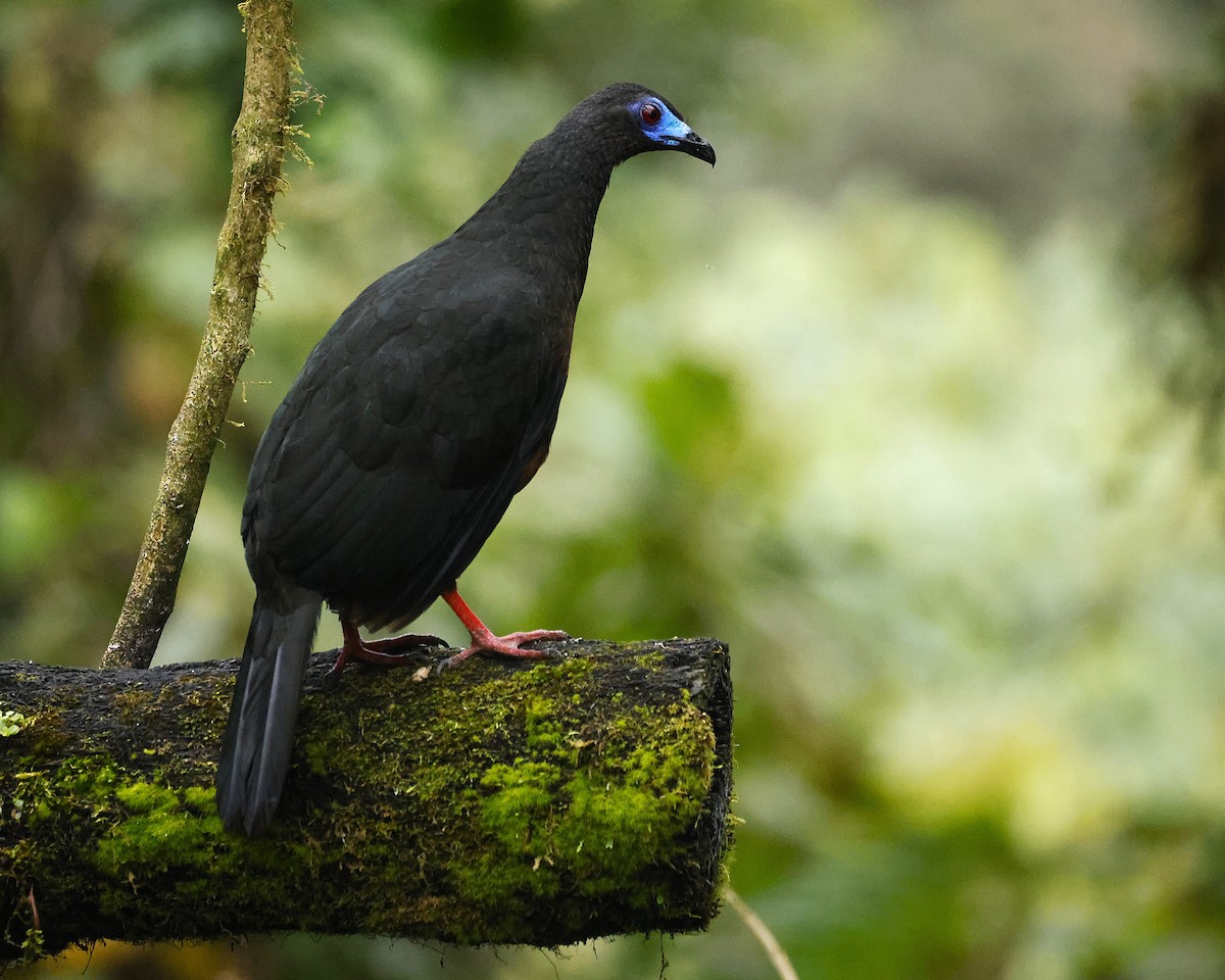Sickle-winged Guan - ML640392041