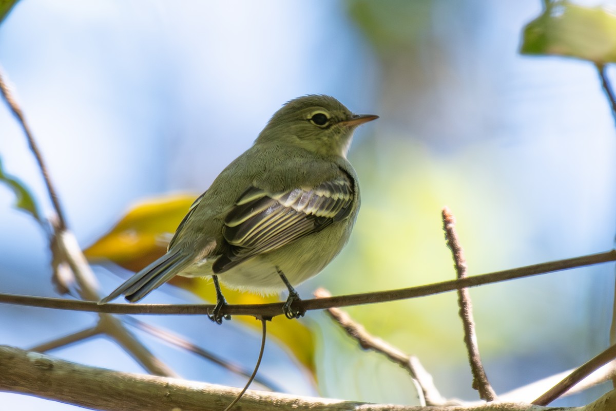 Olivaceous Elaenia - ML640392065