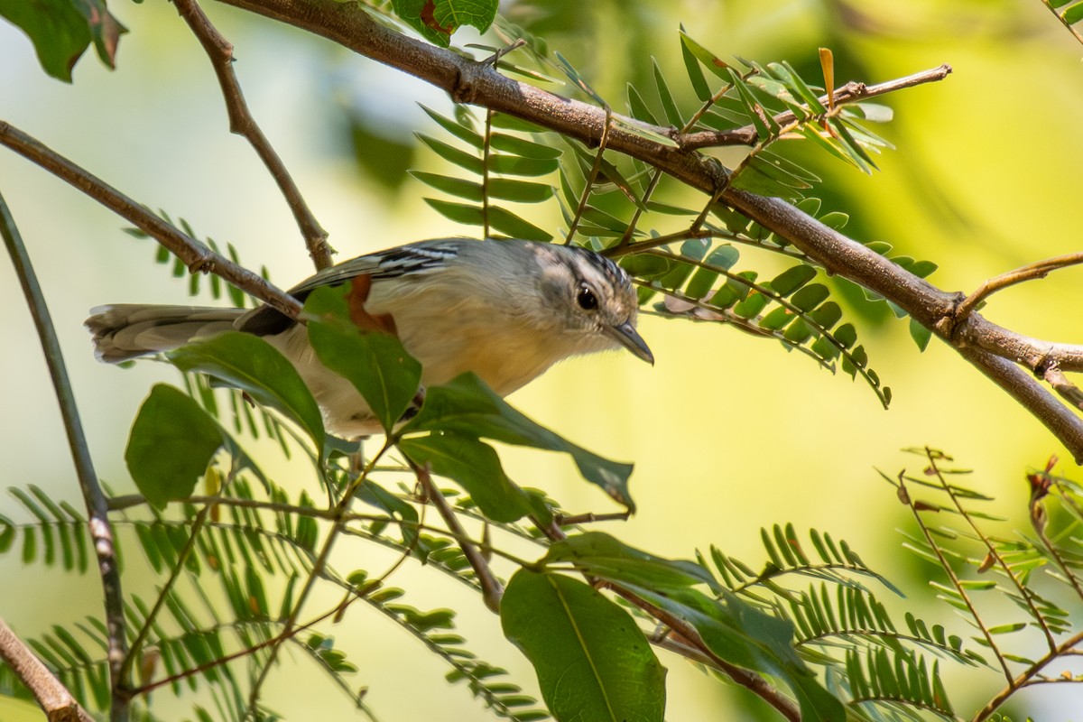 Black-capped Antwren - ML640392117