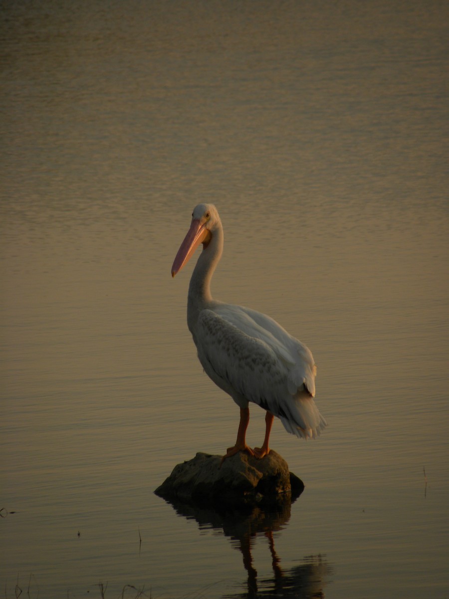 American White Pelican - ML640392122