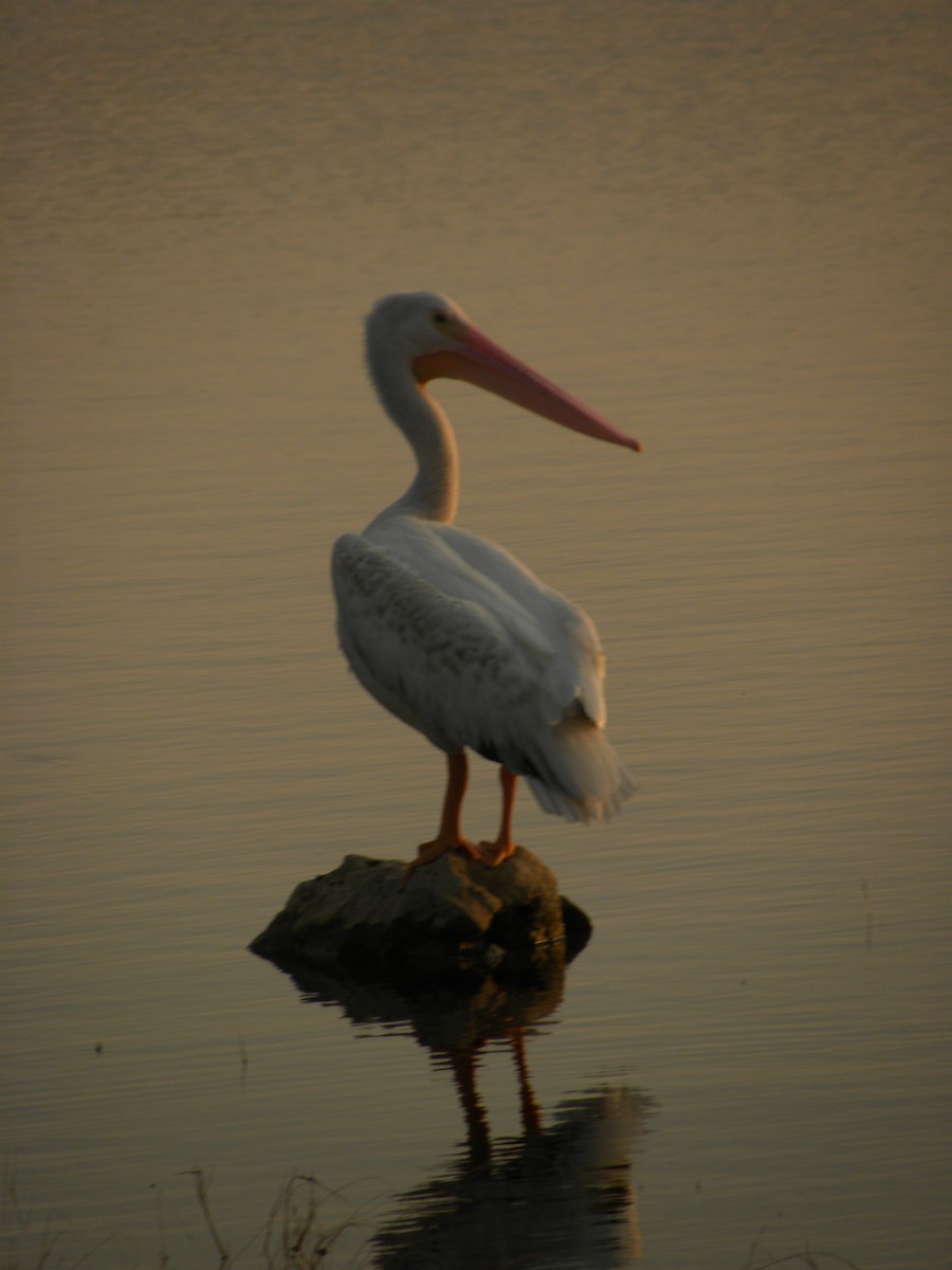 American White Pelican - ML640392123