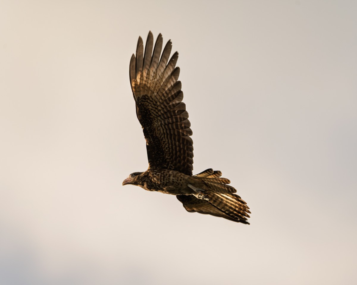 Yellow-headed Caracara - ML640392149