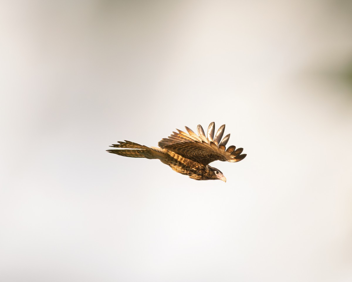 Yellow-headed Caracara - ML640392152