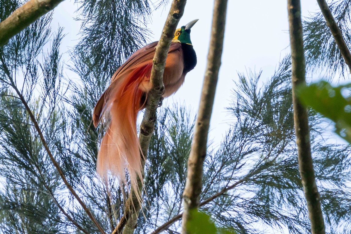 アカカザリフウチョウ - ML640392183