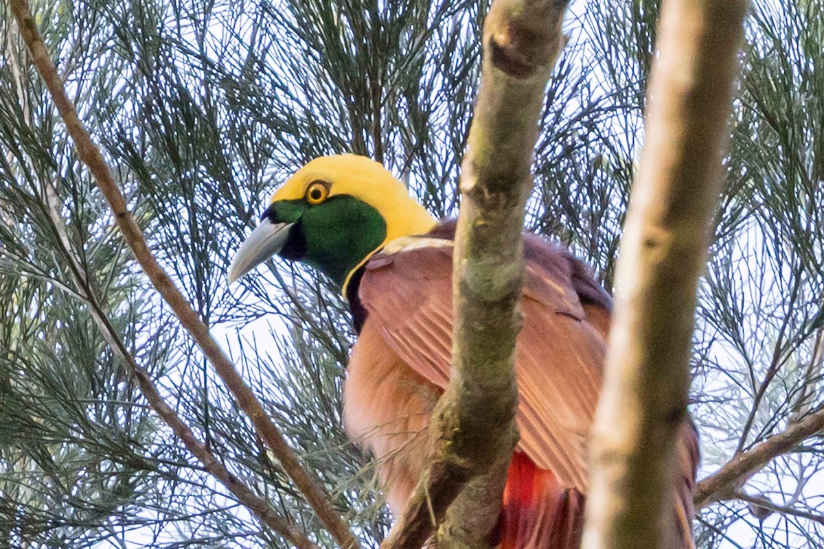 アカカザリフウチョウ - ML640392196