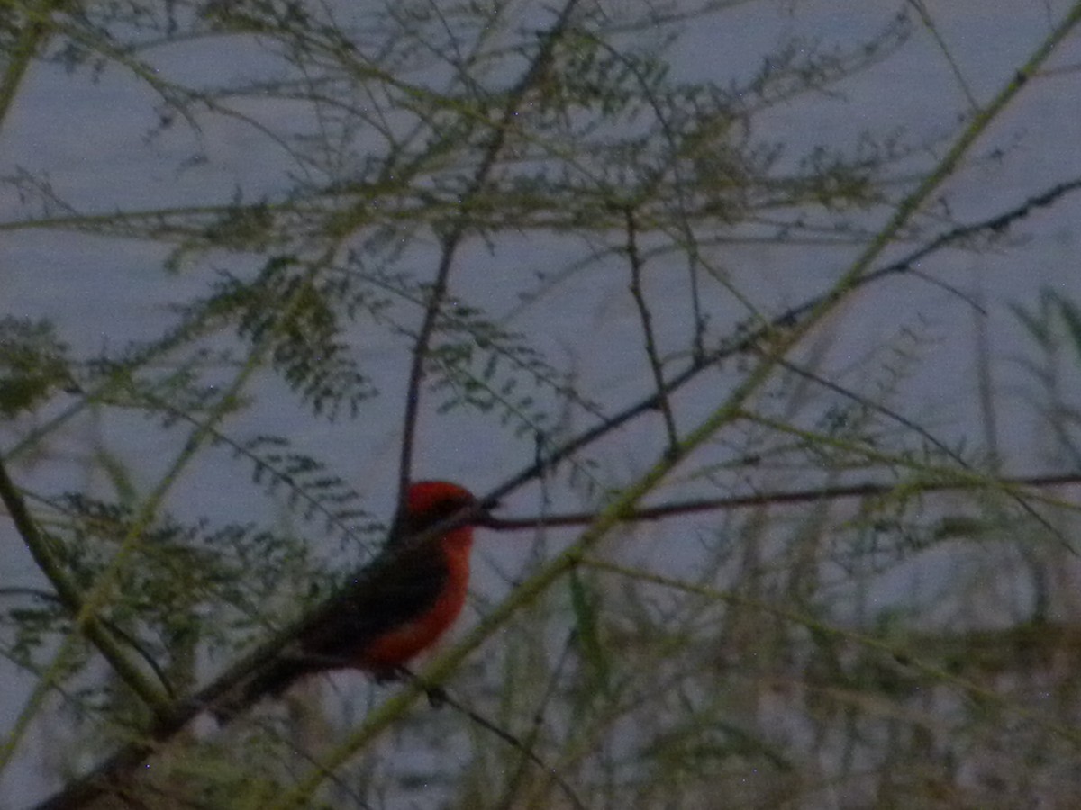 Vermilion Flycatcher - ML640392206