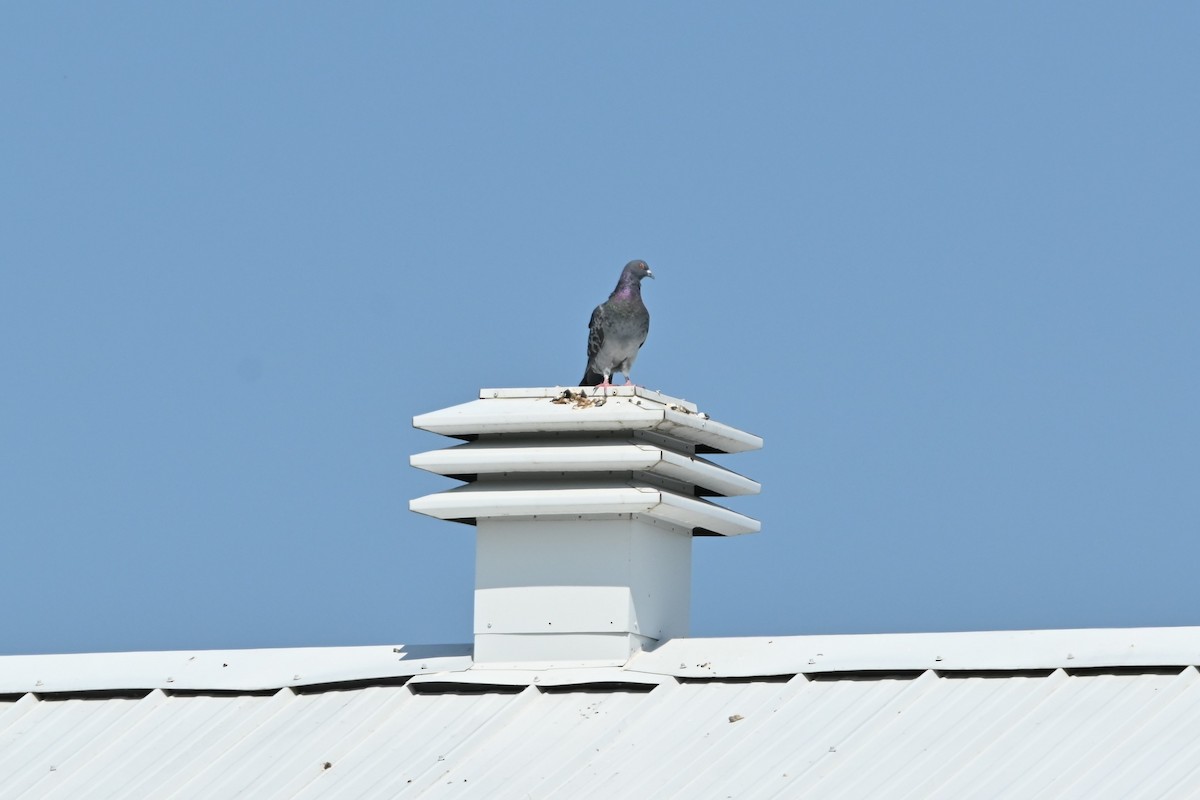 Pigeon biset (forme domestique) - ML640392210