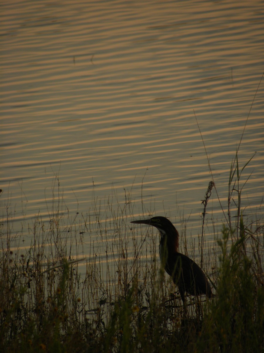 Green Heron - ML640392225