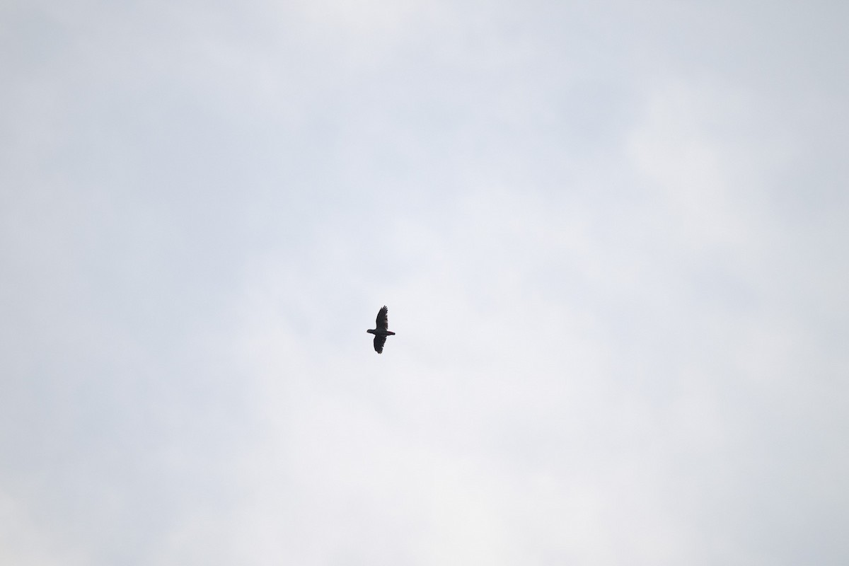 Red-billed Parrot - ML640392241