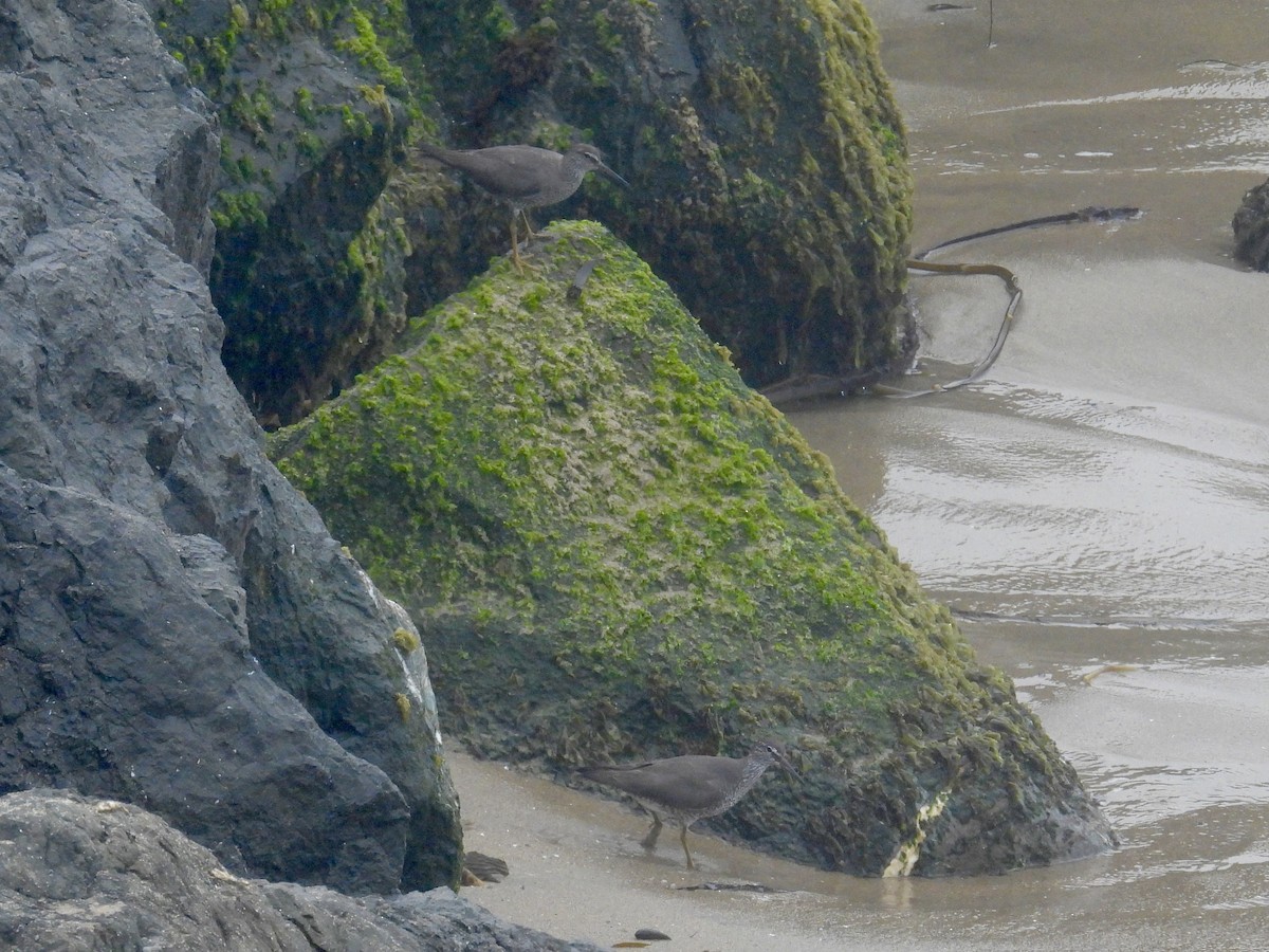 Wandering Tattler - ML640392272