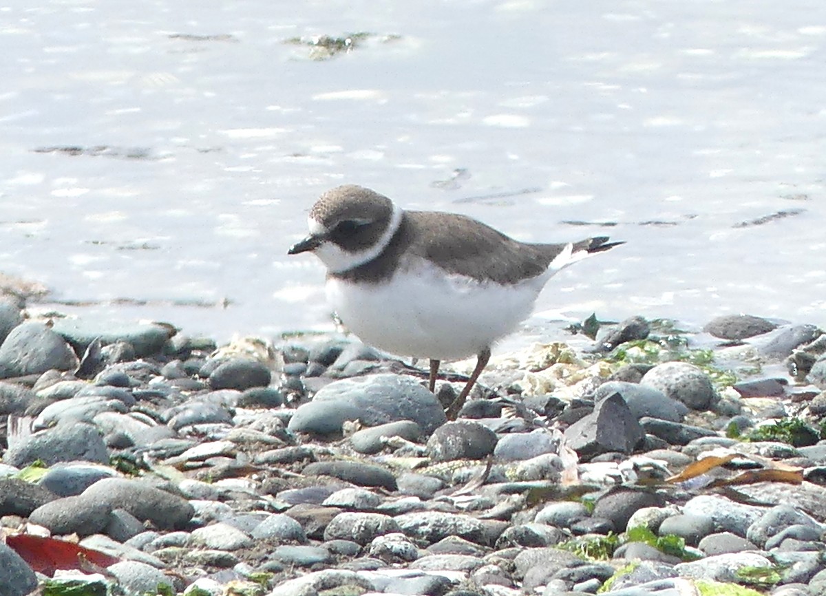Semipalmated Plover - ML640392274