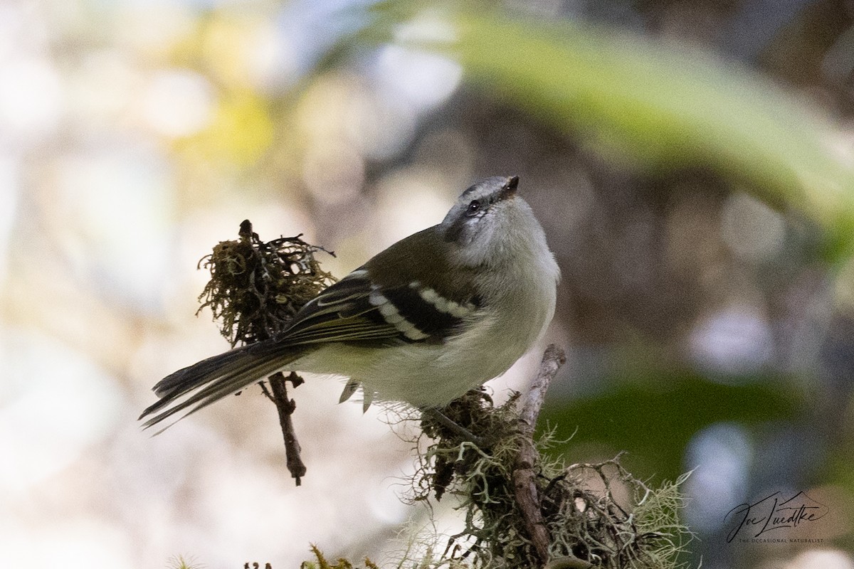 White-banded Tyrannulet - ML640392314