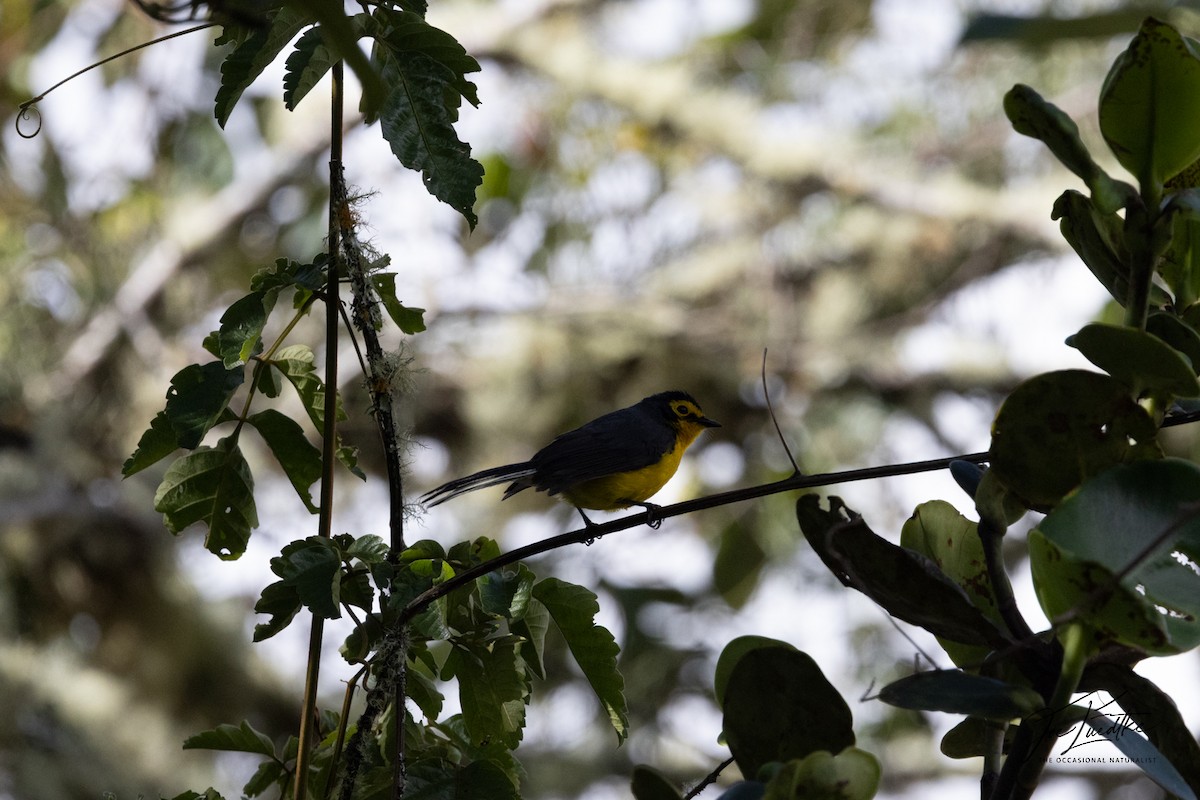 Spectacled Redstart - ML640392428