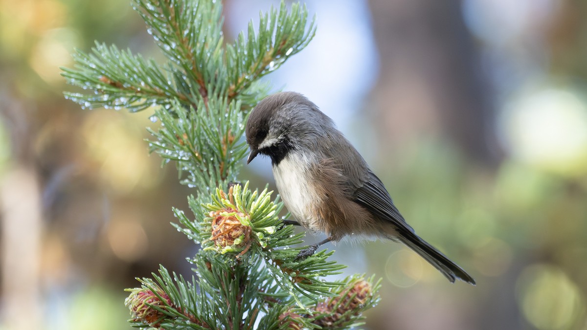 sýkora severní - ML640392457