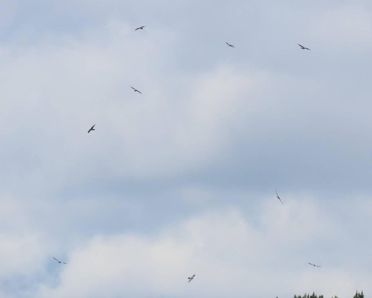 Mississippi Kite - ML640392474
