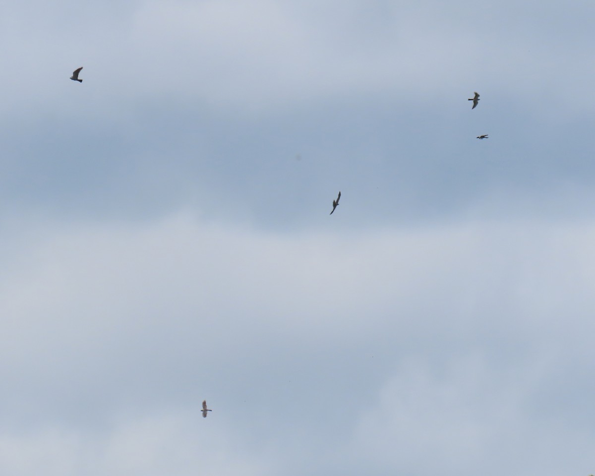 Mississippi Kite - ML640392475