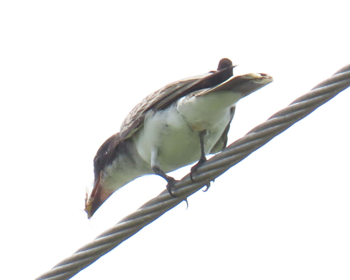 Eastern Kingbird - ML640392498