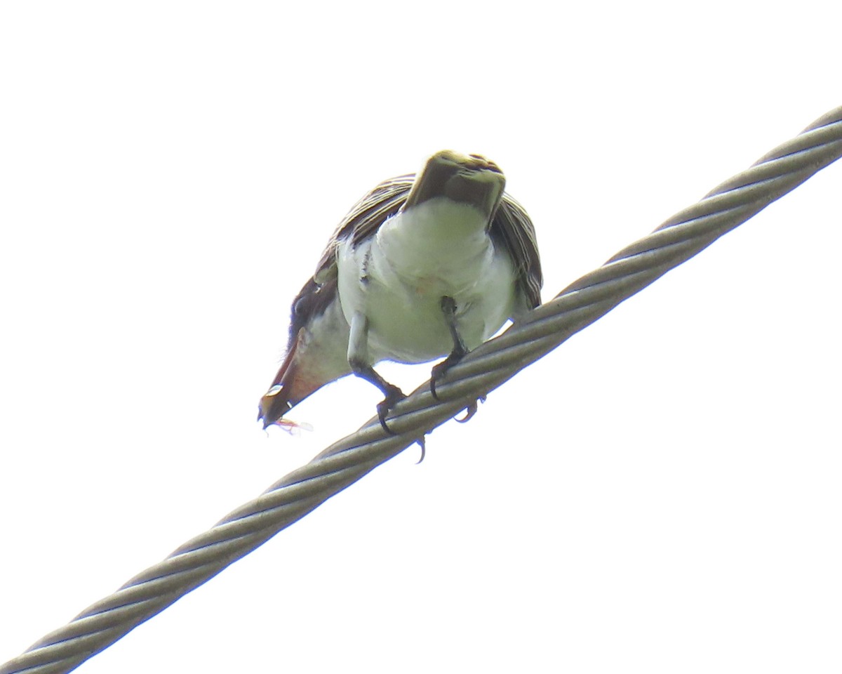Eastern Kingbird - ML640392499