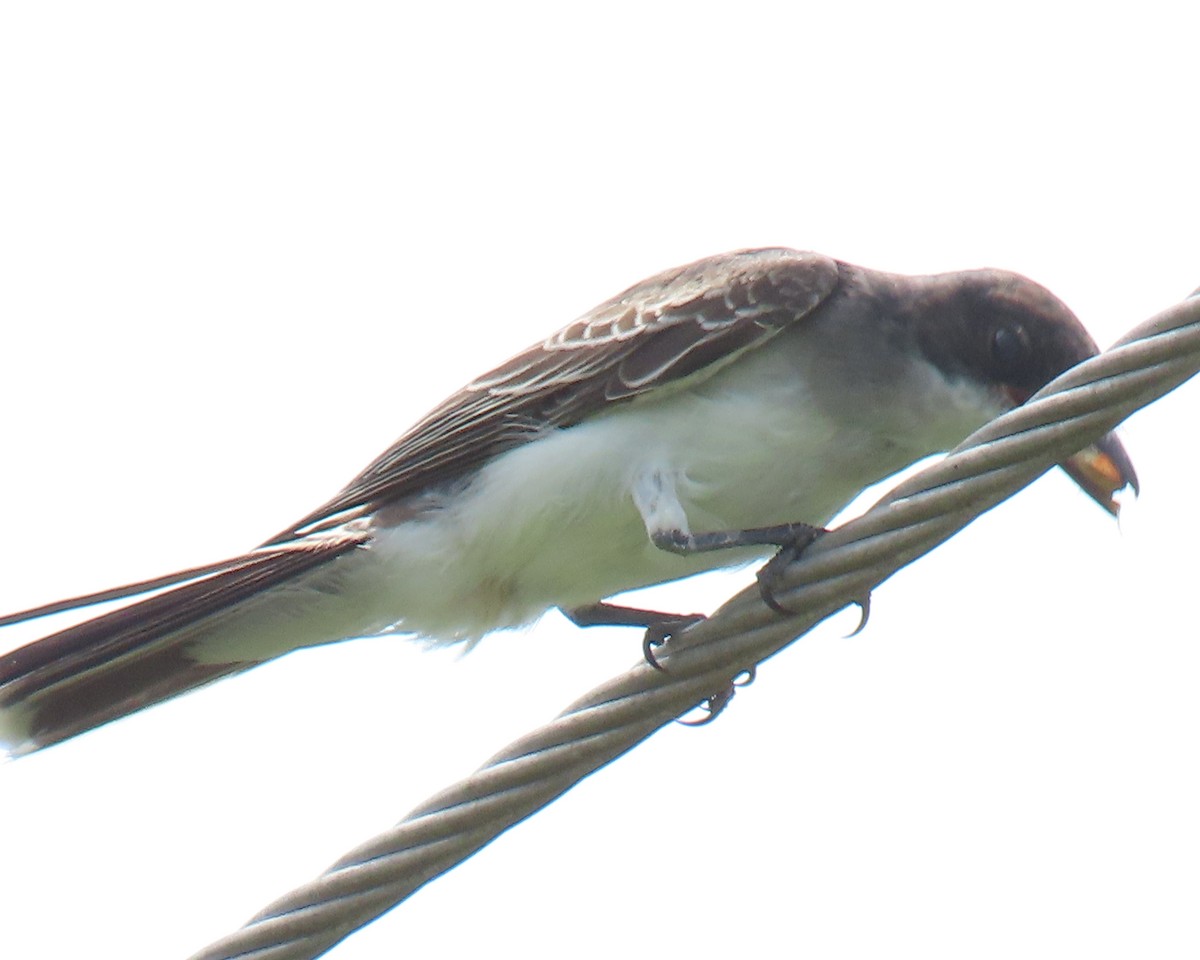 Eastern Kingbird - ML640392500