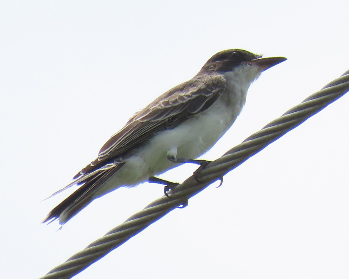 Eastern Kingbird - ML640392501