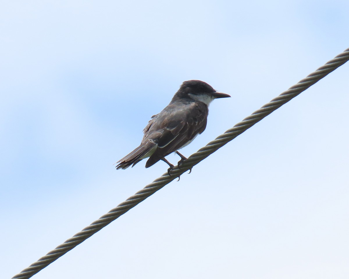 Eastern Kingbird - ML640392502