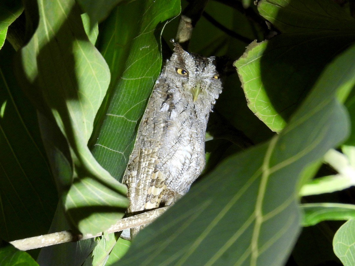 Pacific Screech-Owl - ML640392504