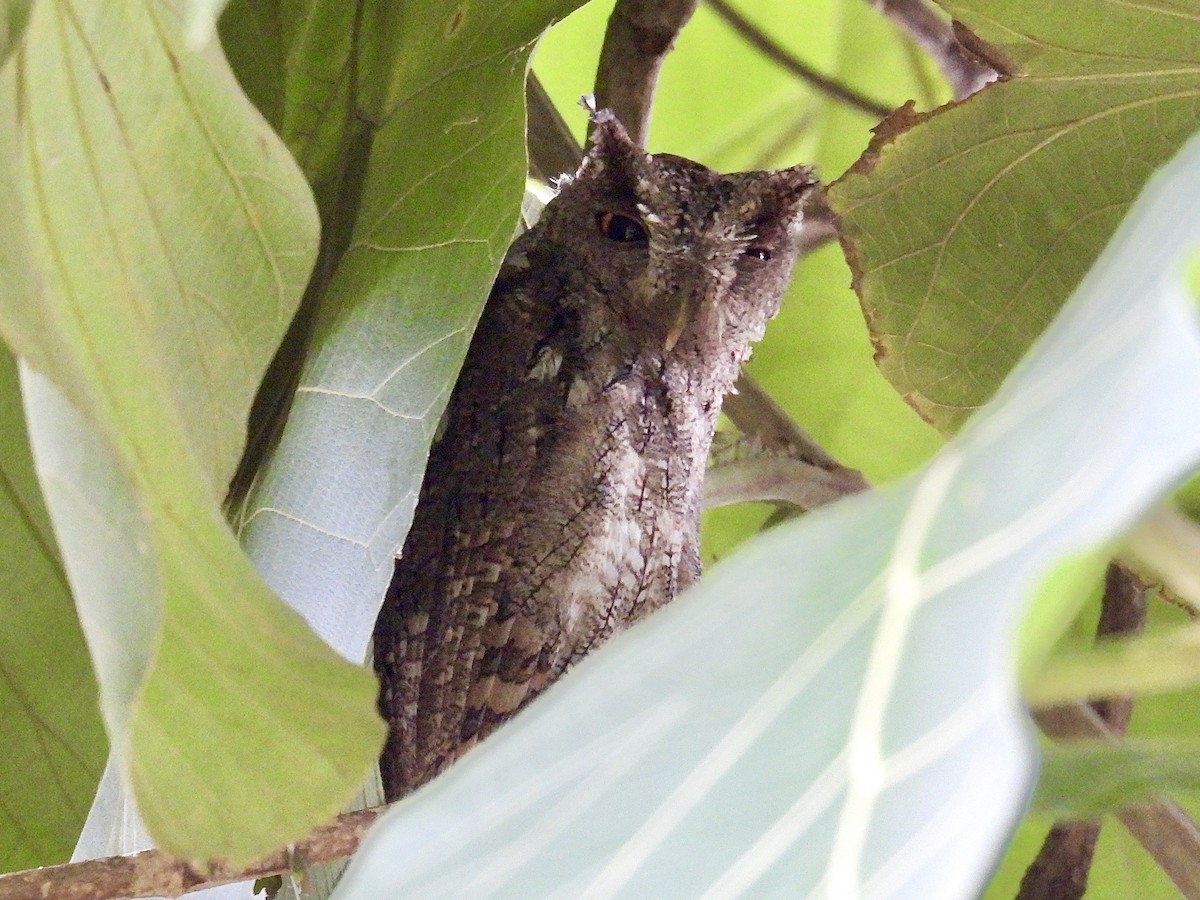 Pacific Screech-Owl - ML640392505