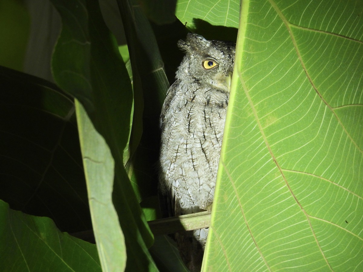 Pacific Screech-Owl - ML640392506
