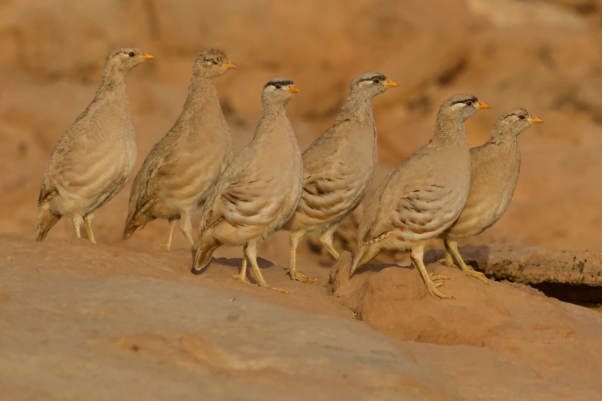 See-see Partridge - ML640392576