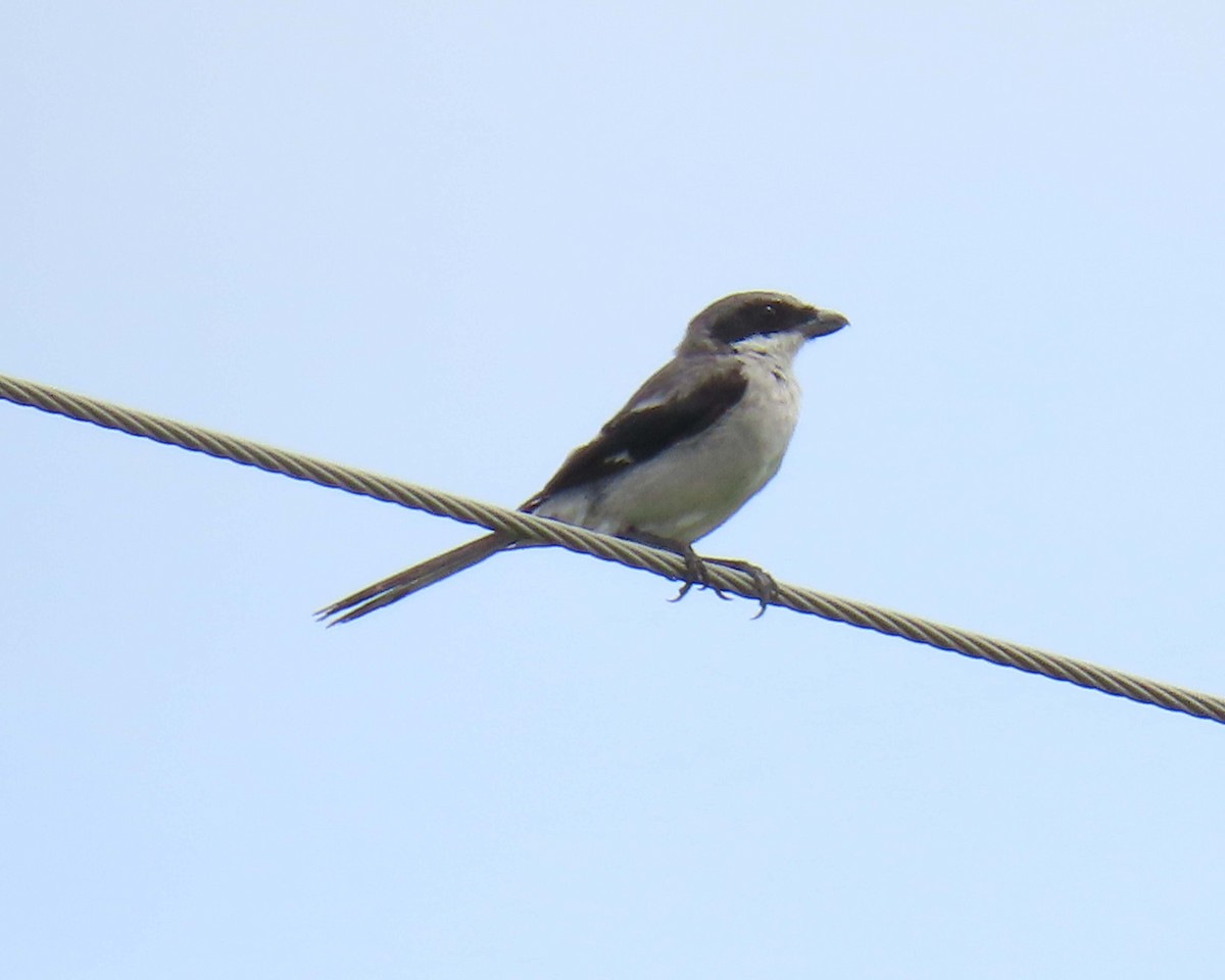 Loggerhead Shrike - ML640392581