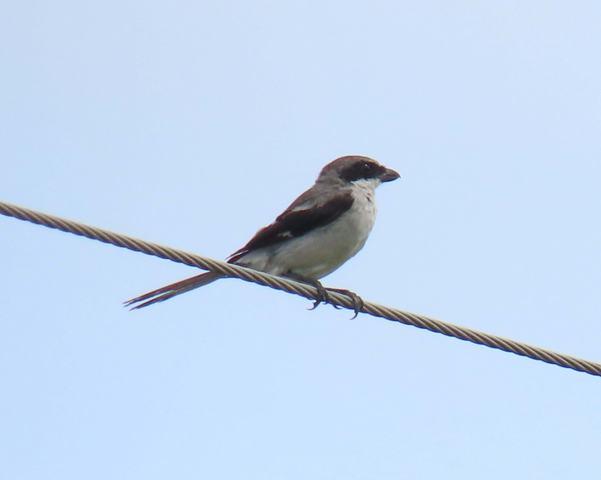 Loggerhead Shrike - ML640392582